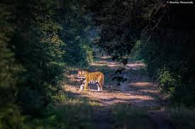 Dudhwa National Park Taxi Service